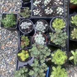 Variety Of Succulents $2 Per Container