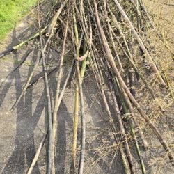 Bamboo Poles