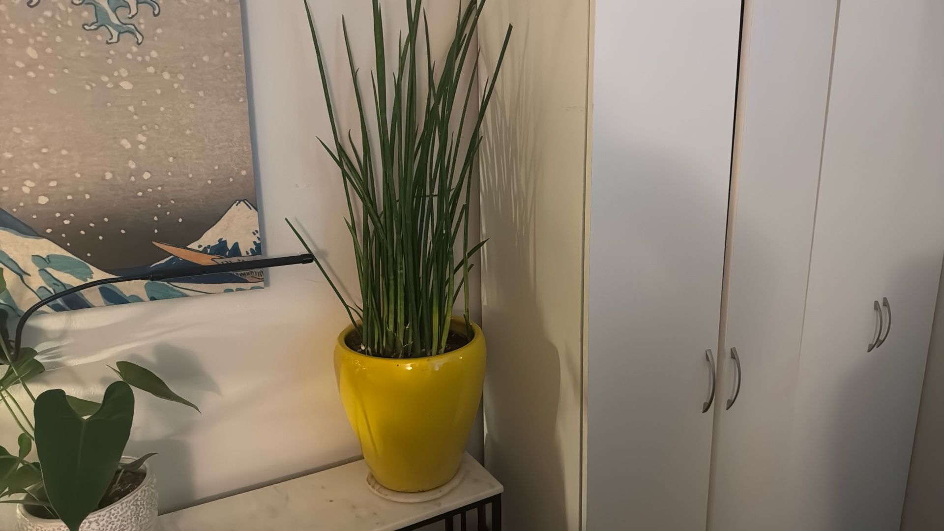 Large Healthy Snake Plant In Yellow Ceramic Pot