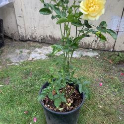 Outdoor rose 