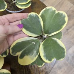 Variegated Hoya Kerri Plants  🪴💚🤍