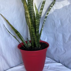 Sansiveria in a red pot $20.00