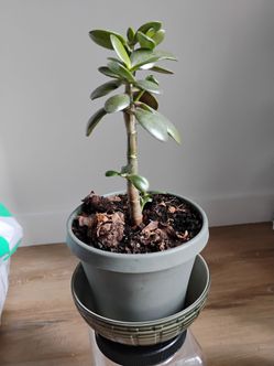 Jade plant (Yes, Available)