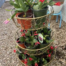 Christmas Cactus Flowering Houseplant Home Decor Live Plants 4” Pot - 5 each