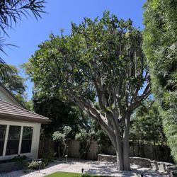Tree 🌳 Trimming Hedge Trimming 