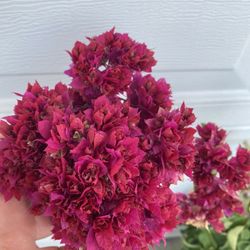 Bougainvillea, Veranera, Camelina Blooming Double Flowers Plant, In 5 Gallóns Pot Pick Up Only