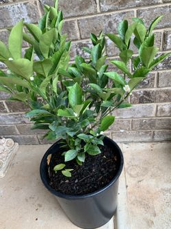 Calamondin Fruits Trees