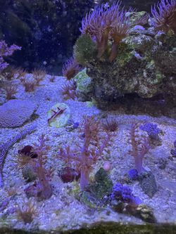 Pink Kenya Tree Coral Frags