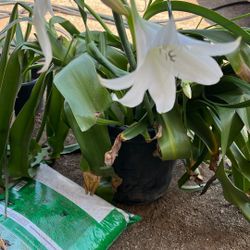 Amaryllis Plants White Flower