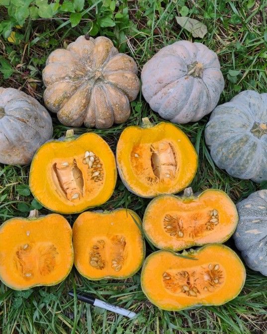 Asian Pumpkin Squash Seedlings Plants