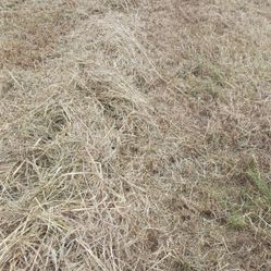 Last Fall Cutting Hay Must Move