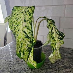 Dieffenbachia dumb cane plant nursery pot
Comes in the nursery pot, ready to plant, great roots