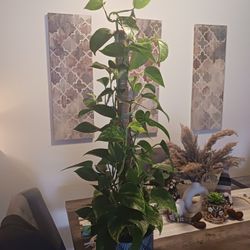 Beautiful Mature Pothos Plant