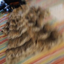 Fur Coat