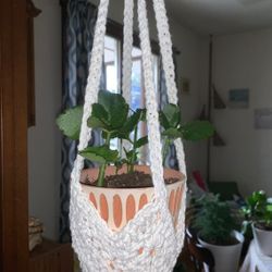 House Plant