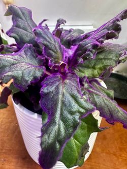 Purple Passion Velvet Plant cây Passion nhung tím