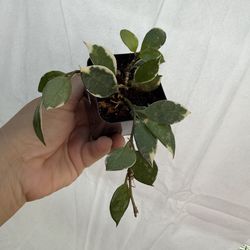 3” hoya Lacunosa asami