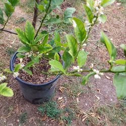 arbolito de limón mexicano el pequeño