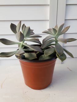 Suculentas, Flor de Mármol. Se le conoce también como Rosa de Alabastro. Su nombre científico es: Echeveria Peacockii Croucher.