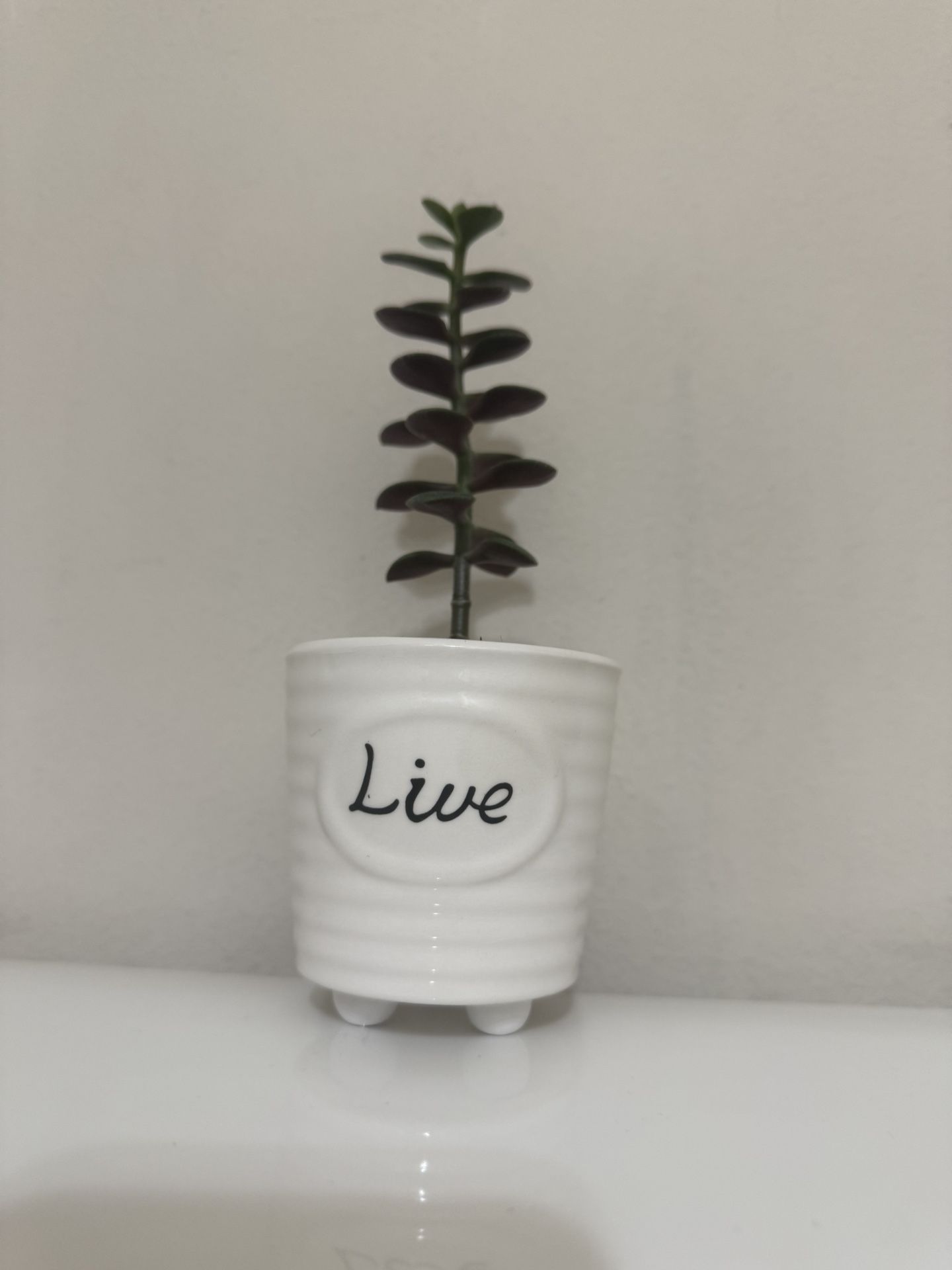 Live Jade (Lucky) Plant in a Ceramic Pot