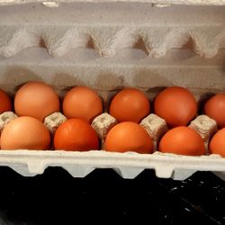 Fresh Eggs