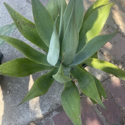 Nice Plant For Garden