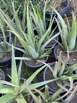 aloe vera (savila )