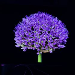 Samsung G60SF QD-Oled 500Hz Monitor