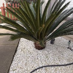 Sago Palm tree
