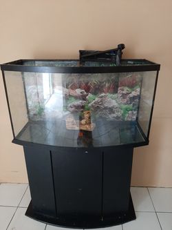 Fish aquarium
