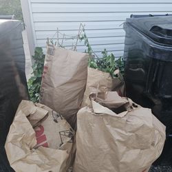 Free Arborvitae and Box Clippings Plants