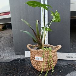 Live Plants Bouquet, SEE OTHER OFFERS 