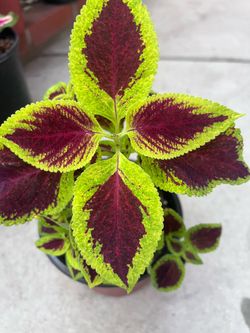 Beautiful Coleus Plant Outdoor