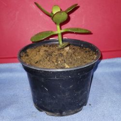Jade Plant 