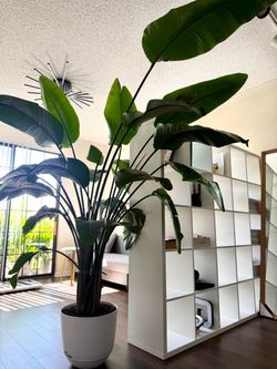 Home Tree