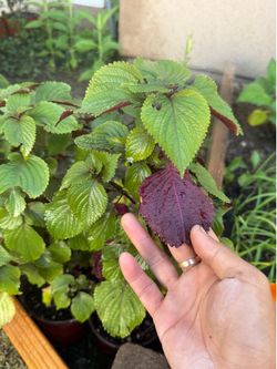 🇰🇷Korean Purple Perilla plant 韩国绿叶紫背紫苏苗