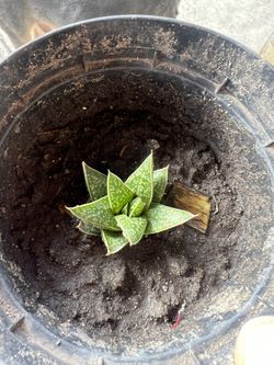 Plants