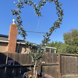 Bonsai 2  Olive Tree, Shaped As A Heart $65