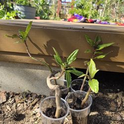 Okinawan Spinach (Gynura bicolor), $1.50 for 9oz cup.  4 plants available. 