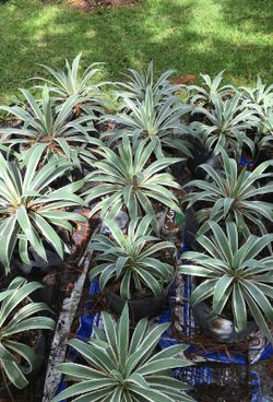 White Variegated Agave Cactus