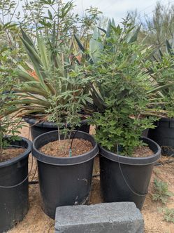 Chase Trees 15 Gallon