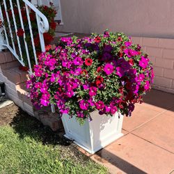 Large Scalloped Planter Boxes