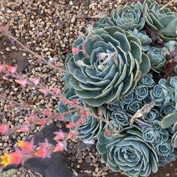 Rosette Forming Succulents 