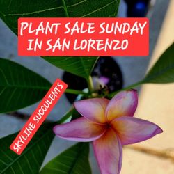 SUNDAY PLANT SALE IN SAN LORENZO FROM 1PM TO 5PM