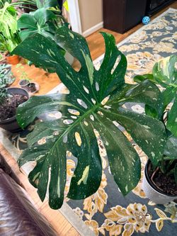 2 Beautiful Monstera Thai Constellation Plants