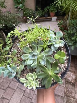 Succulents