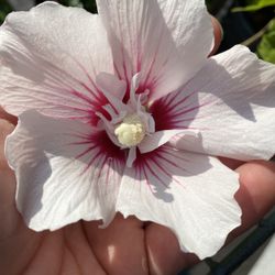 Rose Of Sharon 