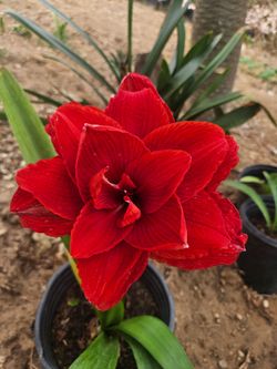 Amaryllis Plants