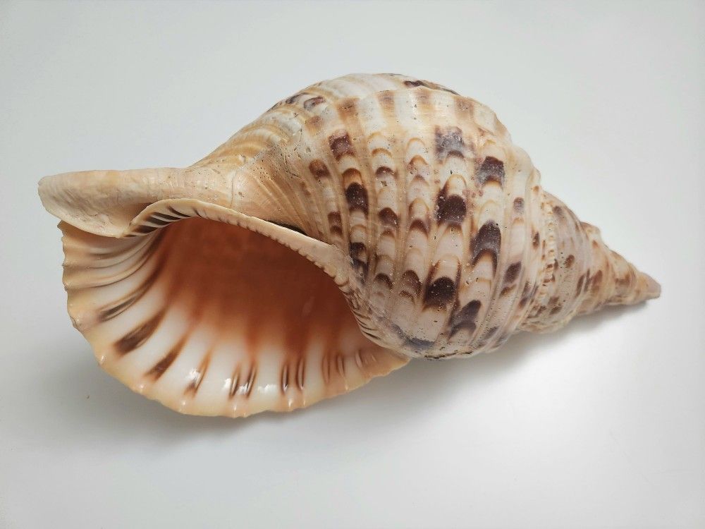 12" Charonia Tritonis Tritons Trumpet Sea Shell -Antique Natural Large