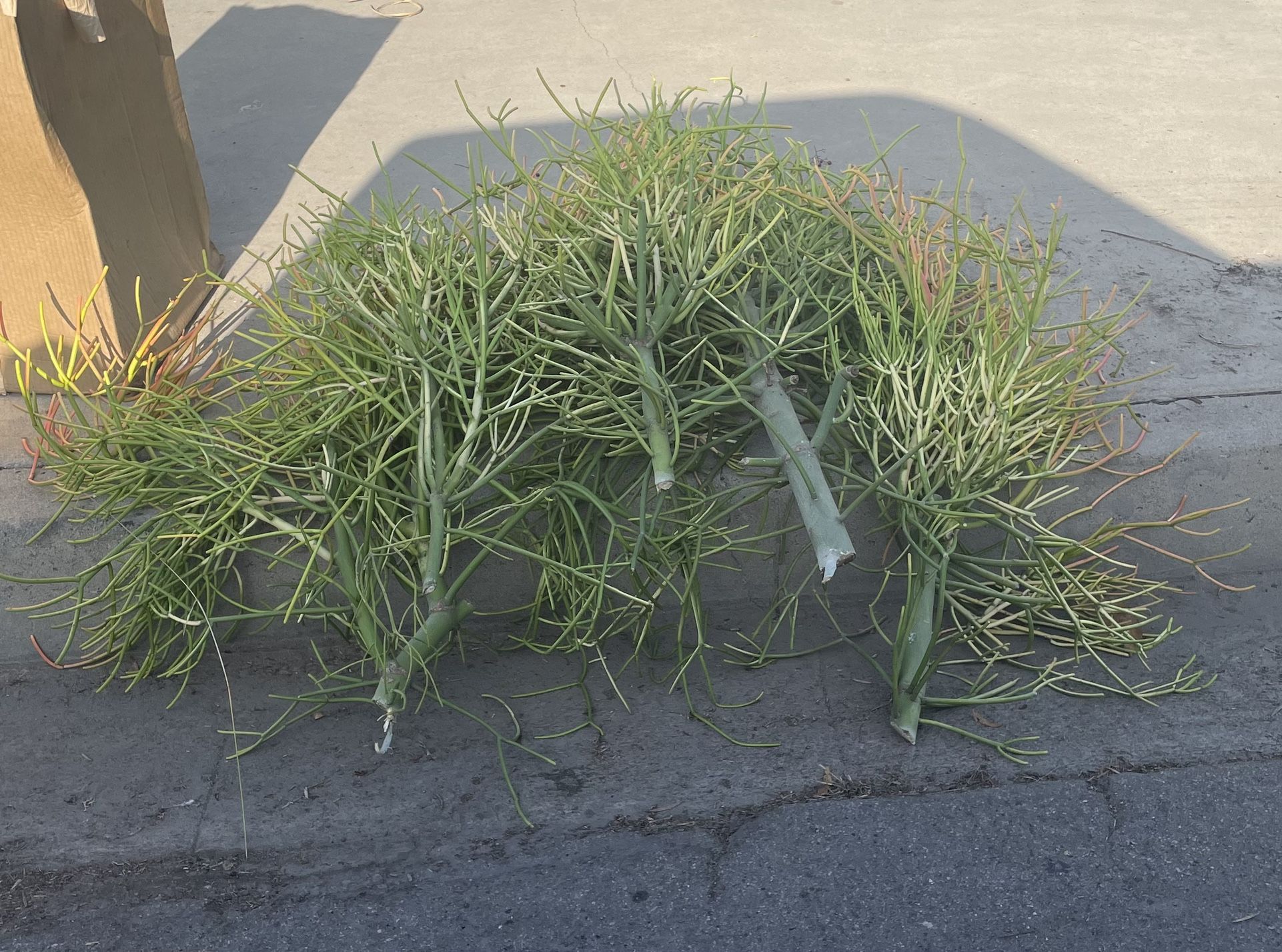 Free Firestick Cuttings, Free Succulents Cuttings